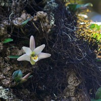 Porpax braccata (Lindl.) Schuit., Y.P.Ng & H.A.Pedersen